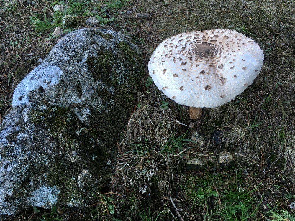 91A10D04-9668-4D64-9085-0B5F17BF8202